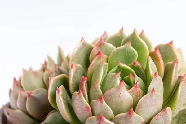 Succulent plant closeup — Stock Photo, Image