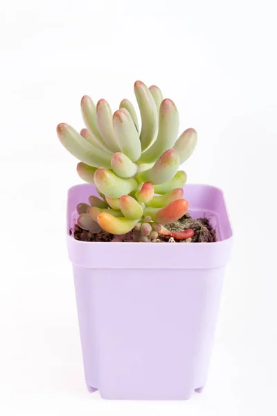 Succulente installatie op wit — Stockfoto