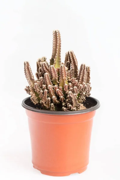 Small cactus in pot — Stock Photo, Image