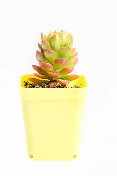 Pianta succulenta in vaso — Foto Stock
