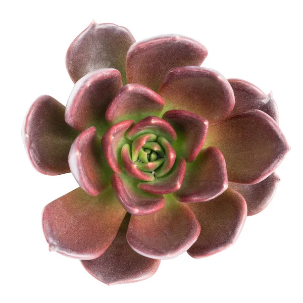 Succulente geïsoleerde plant — Stockfoto