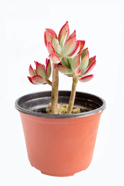Beautiful succulent plant — Stock Photo, Image