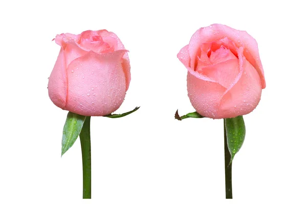 Twee roze bloemen geïsoleerd — Stockfoto