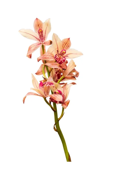 Orchidee geïsoleerd op wit — Stockfoto