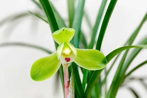 Primer plano chino de la orquídea —  Fotos de Stock