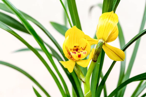 黄色い蘭の花は春に咲きます — ストック写真