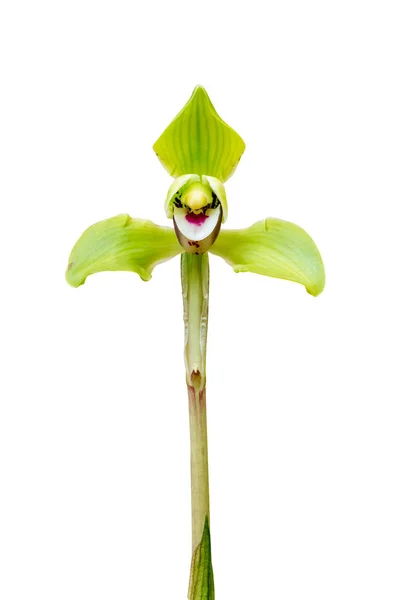 Orchidea isolata su bianco — Foto Stock