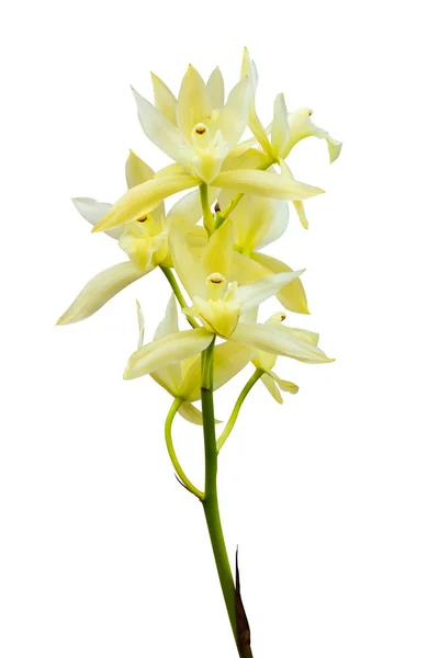 Orchidée isolée sur blanc — Photo