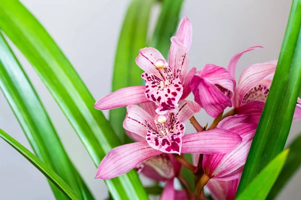 Roze orchideeën bloeien in de lente — Stockfoto