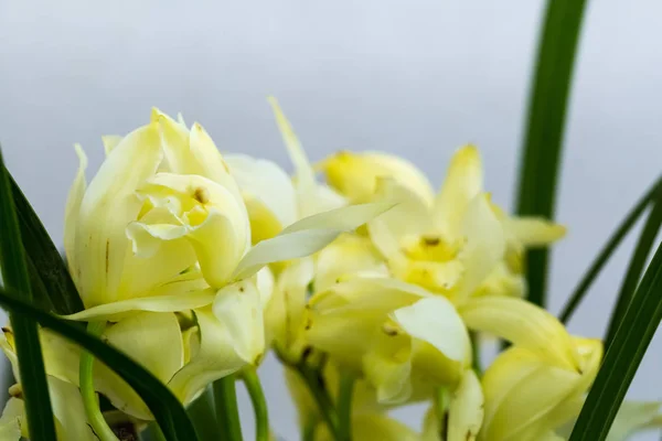 Orquídeas de color amarillo pálido primer plano — Foto de Stock