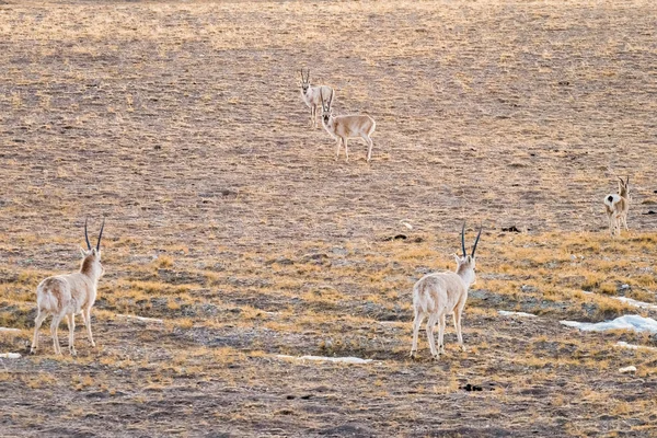 Antilope tibétaine de Chine — Photo