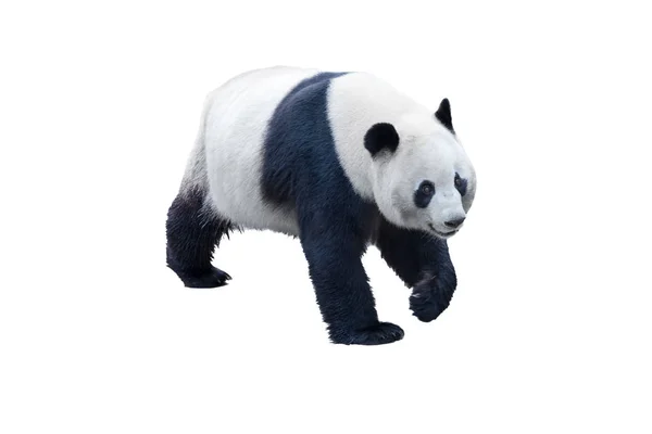 Panda aislado en blanco — Foto de Stock