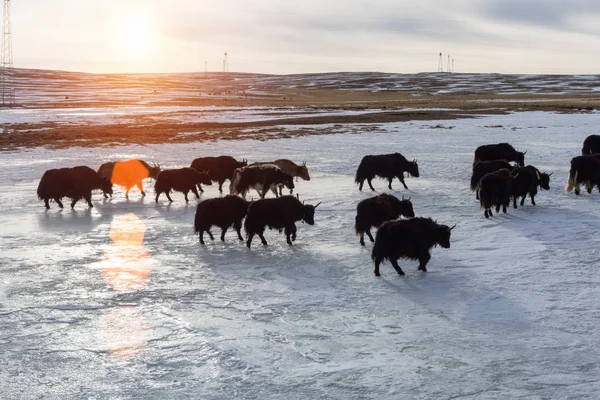 Iaque tibetano ao pôr-do-sol — Fotografia de Stock