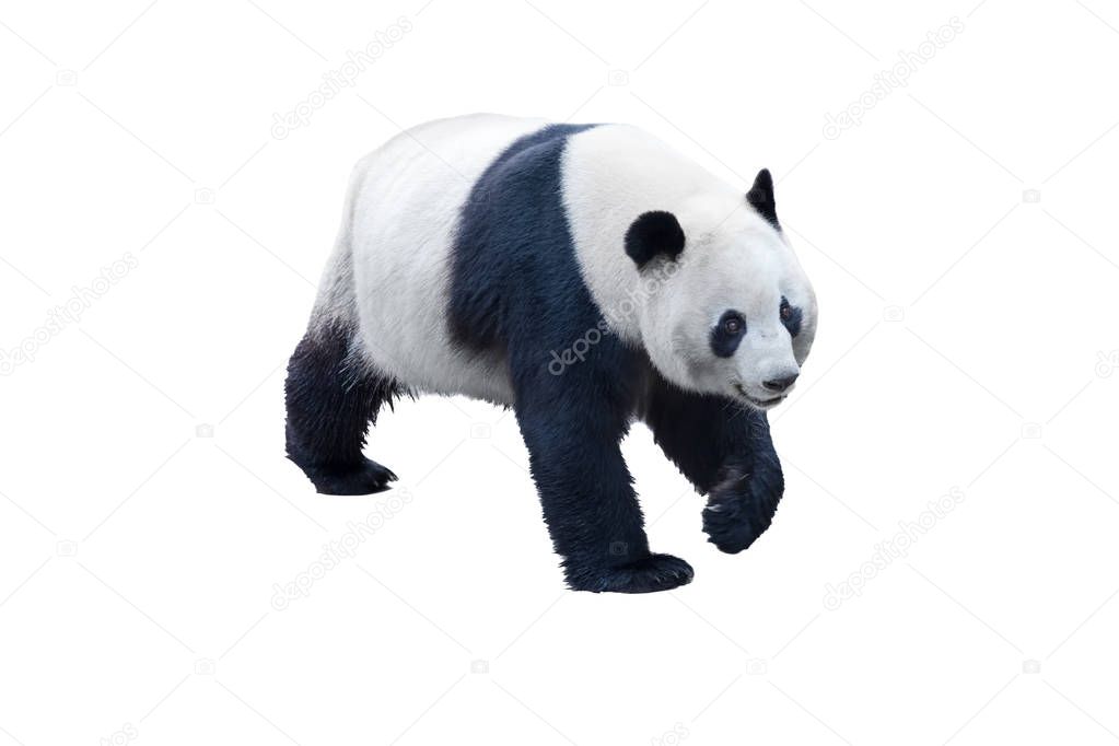 panda isolated on white