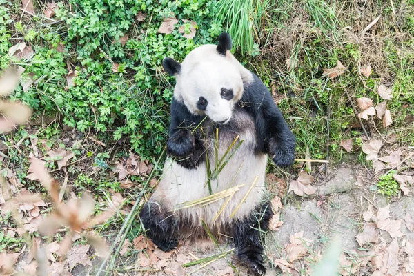 Étkezési bambusz panda — Stock Fotó