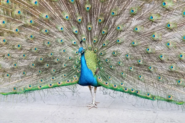 Orgulloso como un pavo real — Foto de Stock