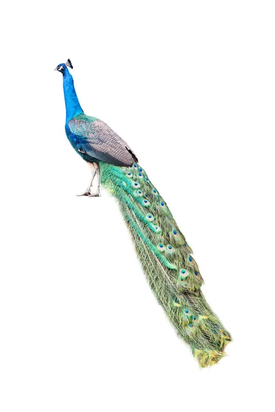 Peacock isolerad på vit — Stockfoto