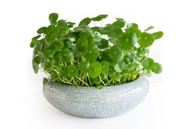 Yeşil hydrocotyle vulgaris