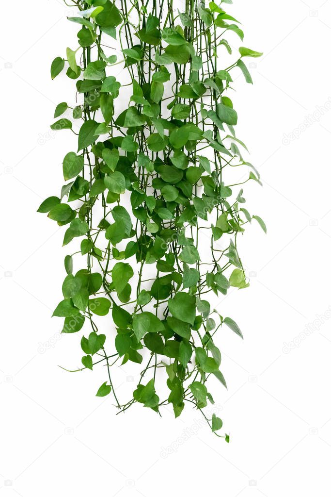 green ivy arum on white wall