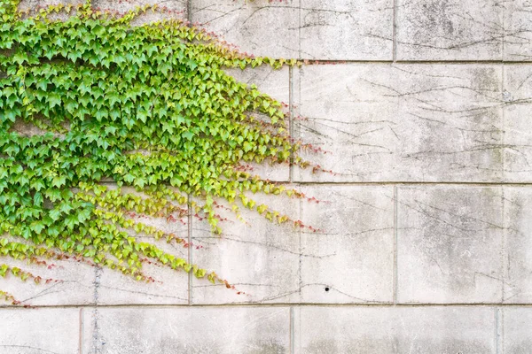 Efeu wächst an Mauer — Stockfoto