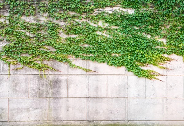 Zelený břečťan na betonové zdi — Stock fotografie