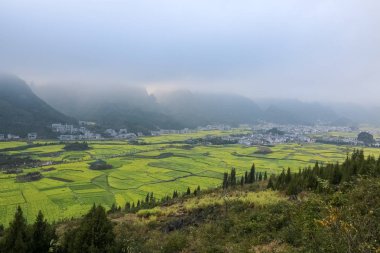 Kolza çiçekleri alan Yunnan peyzaj