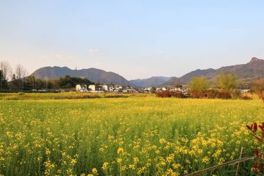 rapeseed flowers and anhui traditional village clipart