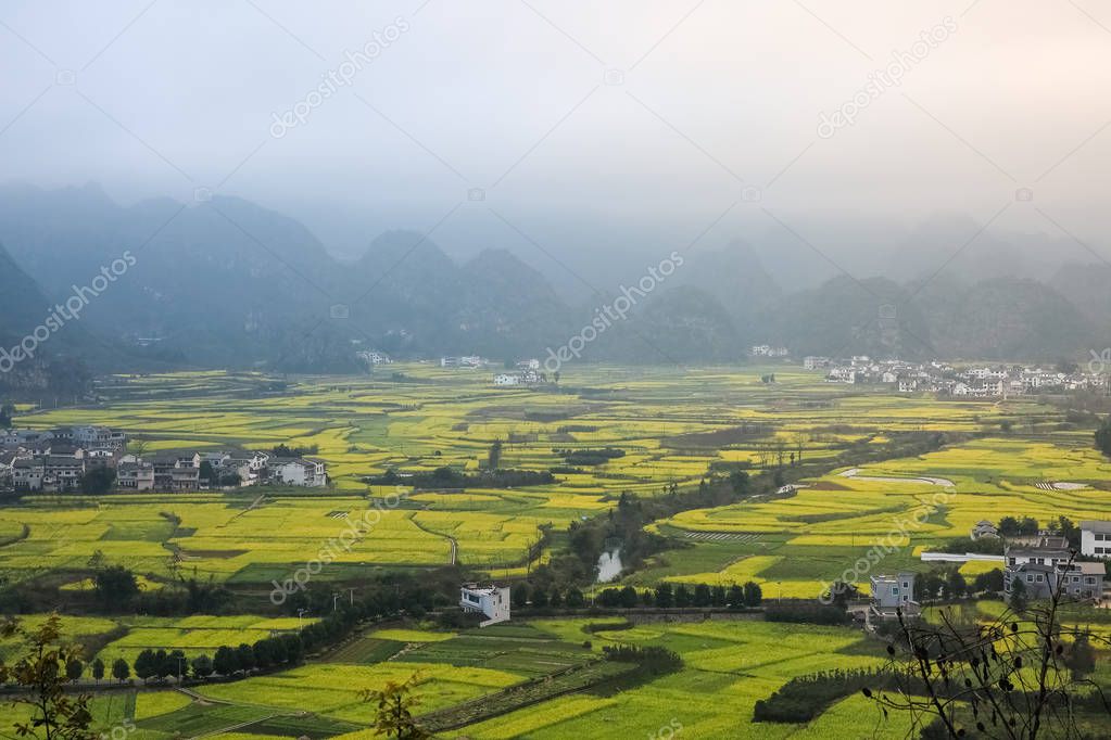 yunnan landscape of rapeseed flowers field