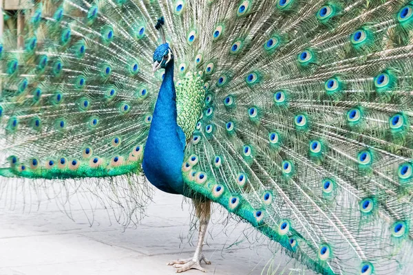 Proud as a peacock — Stock Photo, Image