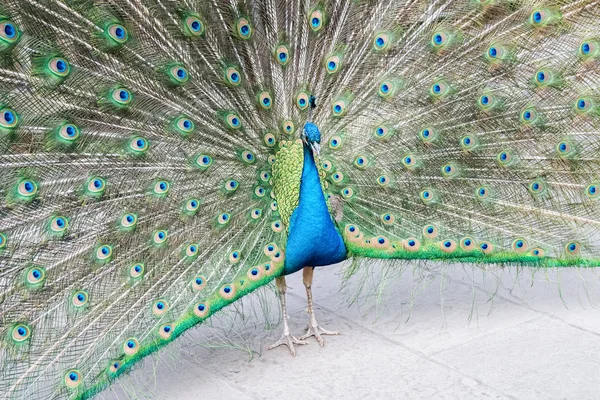 Peacock shows its tail — Stock Photo, Image