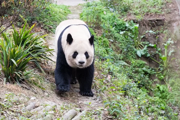 Panda gigante close-up no zoológico — Fotografia de Stock