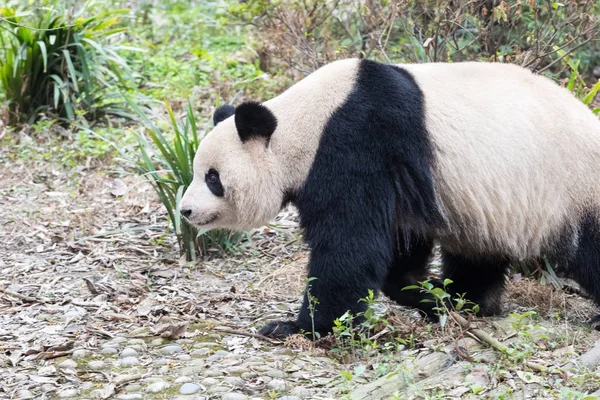 Giant panda κινηματογράφηση σε πρώτο πλάνο — Φωτογραφία Αρχείου