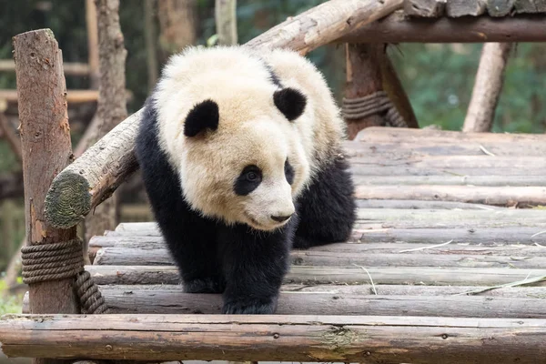 熊猫宝宝特写 — 图库照片