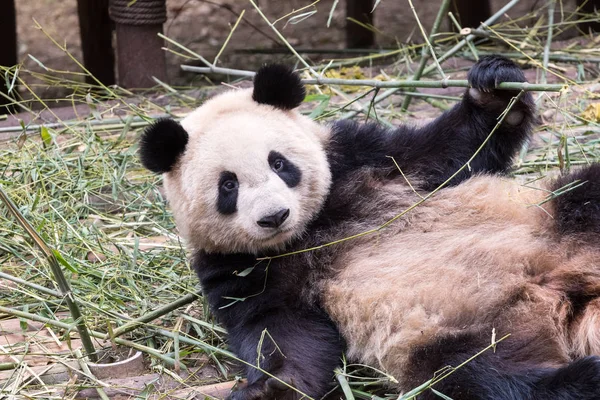 Panda gigante bonito — Fotografia de Stock