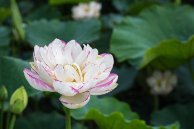 güzel Buda lotus çiçek portre
