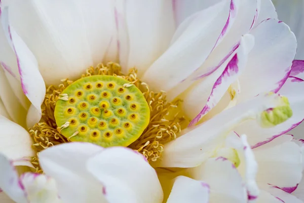 Будда лотос цветок крупным планом — стоковое фото