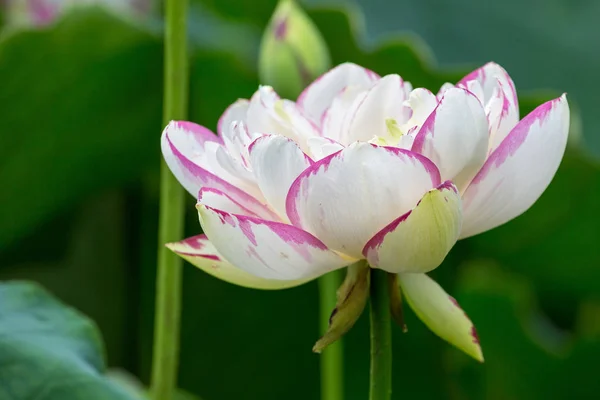 Fiore di loto buddha primo piano — Foto Stock