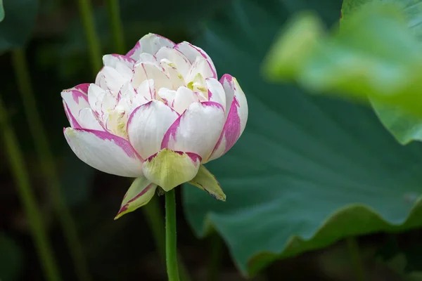 Цветущий цветок лотоса — стоковое фото