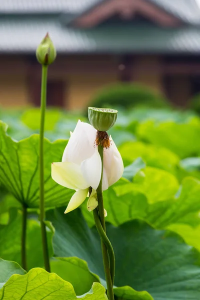 白蓮寺で花を咲かせ — ストック写真