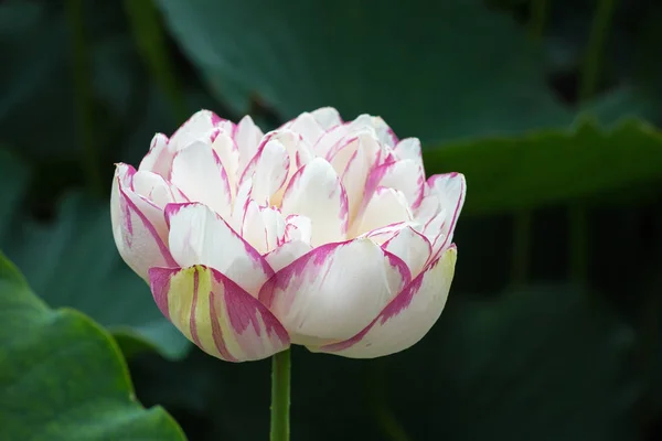 Boeddha lotus closeup — Stockfoto