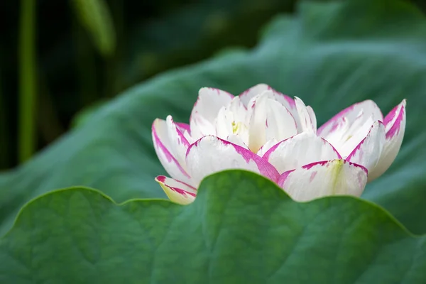 Buddha Lotusblume blühen — Stockfoto