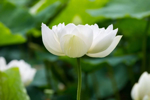 Vita lotus blomma blommar — Stockfoto