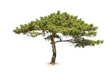 izole çam ağacı