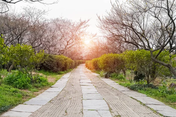 Footpath in park — Stock Photo, Image