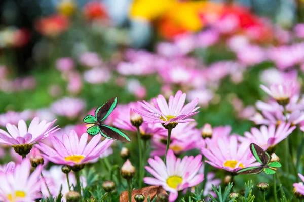 Daisy flower with butterflies — Stock Photo, Image