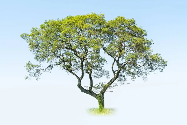 Grande albero isolato — Foto Stock