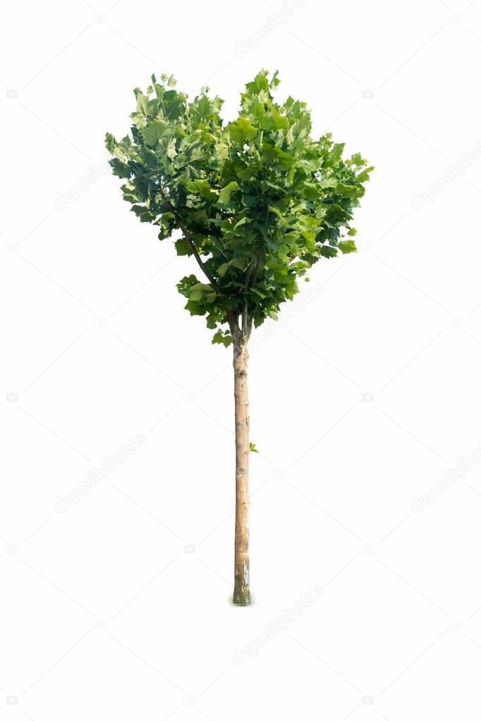 platanus tree isolated