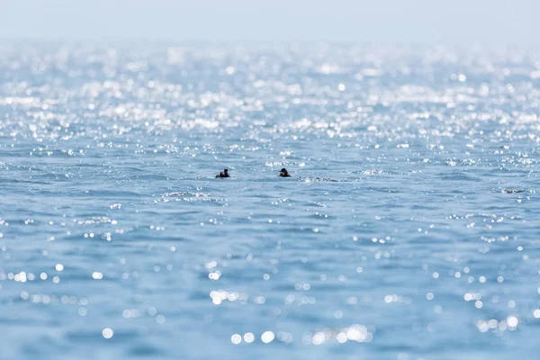 Superfície do lago espumante — Fotografia de Stock