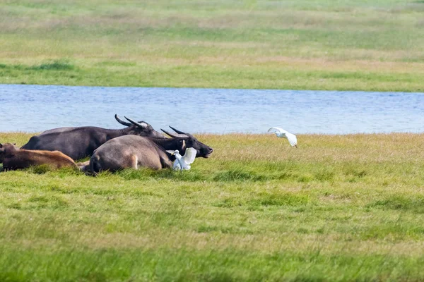 Búfalo à beira do lago — Fotografia de Stock