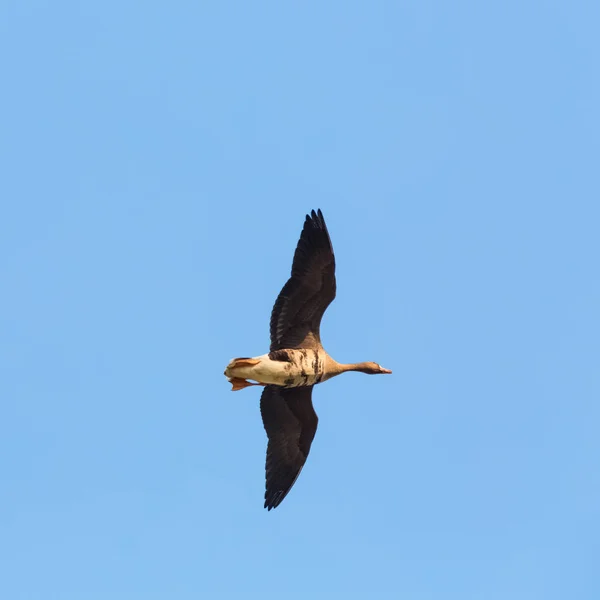 Volare dell'oca selvatica — Foto Stock